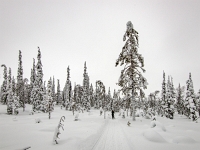 Riisitunturi National Park